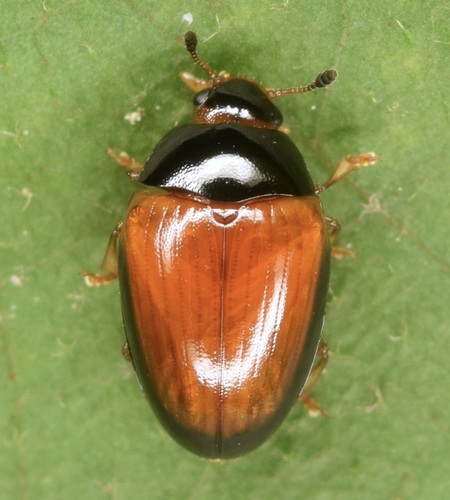 Tritoma mimetica photo 5