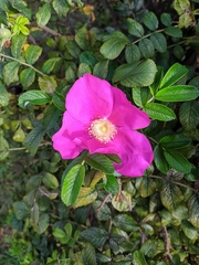 Rosa rugosa