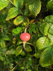Rosa rugosa