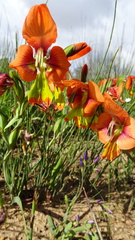 Gladiolus alatus