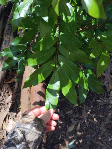 Dimocarpus, 2025-05-26