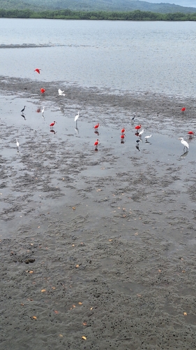 Scarlet Ibis