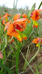 Gladiolus alatus