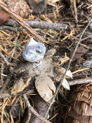 Geastrum tenuipes