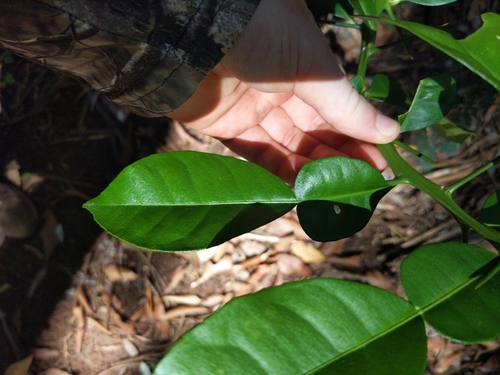 Citrus maxima, 2025-05-26