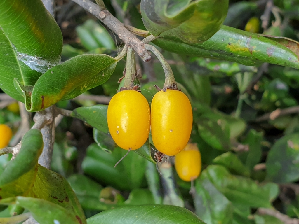 Cay Gung Néo (Manilkara hexandra)
