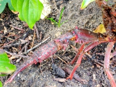 Procambarus clarkii