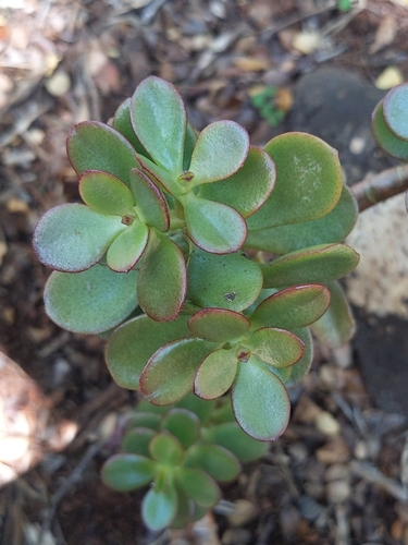 Crassula ovata observed 2025-05-26