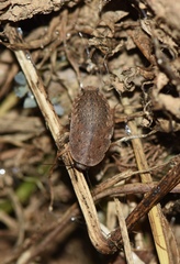 Rhabdoblatta takahashii