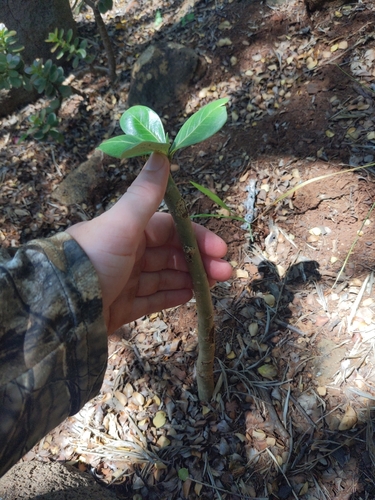Adenium obesum, 2025-05-26