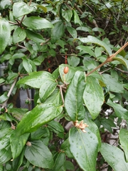 Cotoneaster simonsii