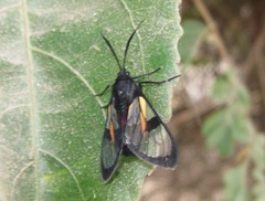 Dinia subapicalis