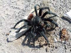 Aphonopelma caniceps