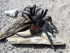 Aphonopelma caniceps