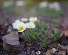 Dryas alaskensis