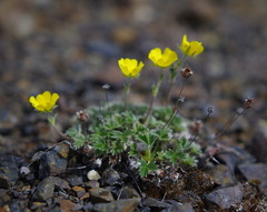 Potentilla subvahliana
