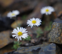 Erigeron denalii