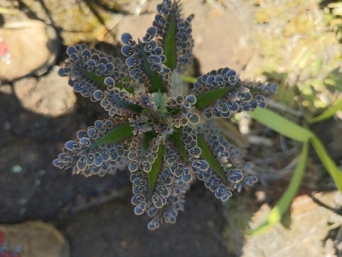 Kalanchoe houghtonii, 2025-05-26