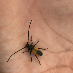 Crossidius suturalis