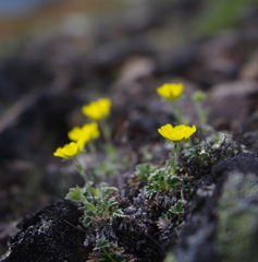 Potentilla subvahliana