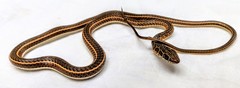 Psammophis