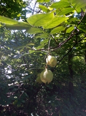 Staphylea pinnata