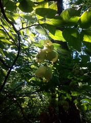 Staphylea pinnata