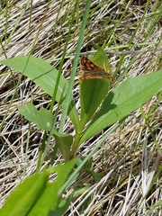 Carterocephalus mandan