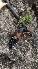 Staphylinus dimidiaticornis