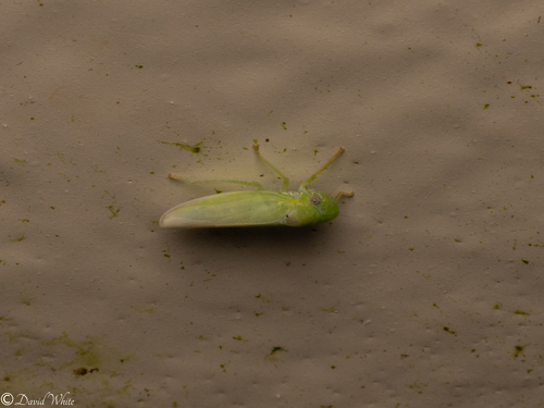 Conoguinula coeruleopennis observed 2025-05-26