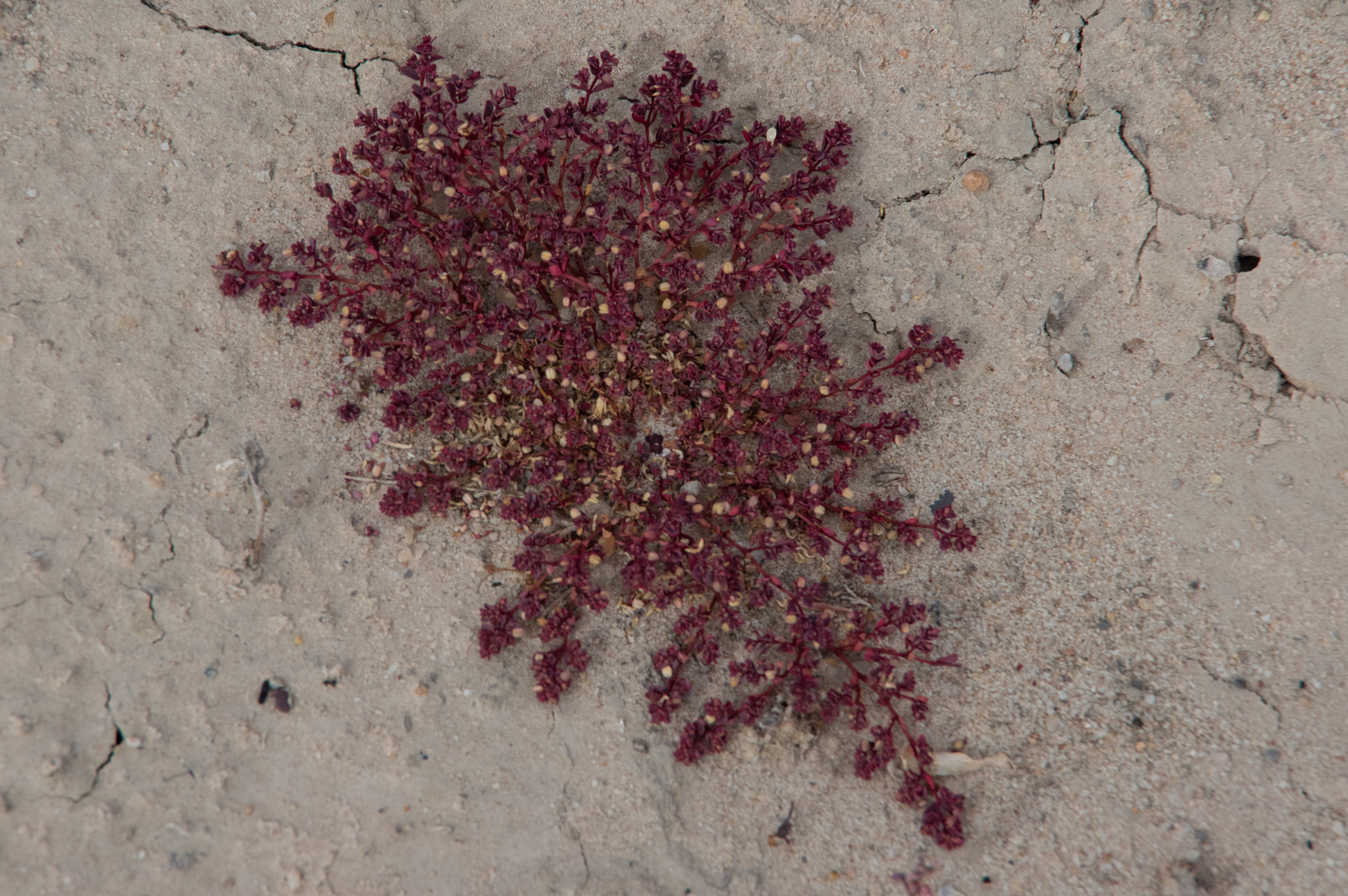 Euphorbia drummondii