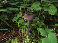 Entoloma lampropus