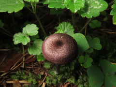 Entoloma lampropus