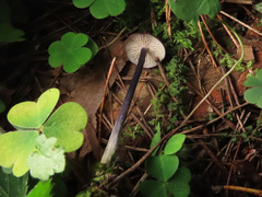 Entoloma lampropus