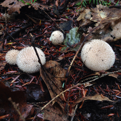Lycoperdon pulcherrimum