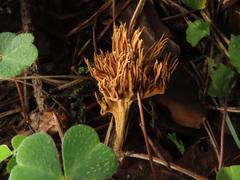 Phaeoclavulina flaccida