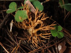 Phaeoclavulina flaccida