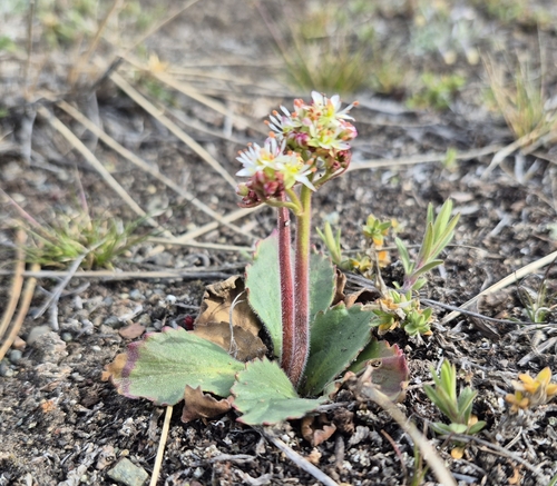 Micranthes reflexa (Micranthes reflexa)