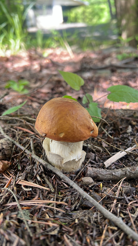 Chippewa Bolete