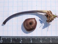 Entoloma lampropus