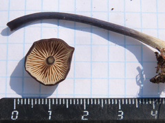 Entoloma lampropus