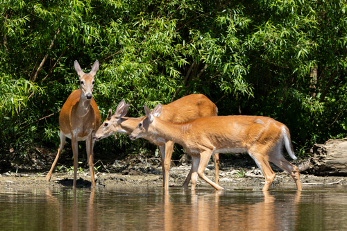 White-tailed Deer