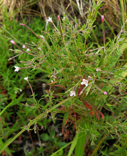 Purpleleaf willowherb (Epilobium coloratum)