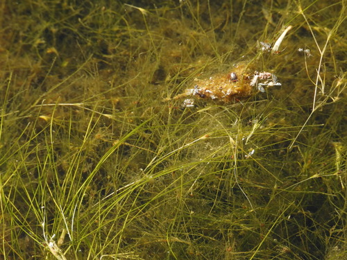 Althenia filiformis (Althenia filiformis)