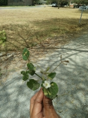 Commicarpus