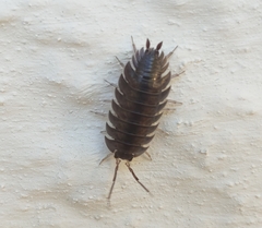 Porcellio obsoletus