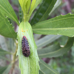 Acmaeodera haemorrhoa