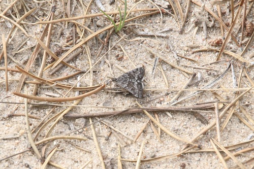 Loxostege anartalis