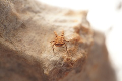 Caeculidae