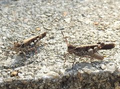 Trilophidia annulata